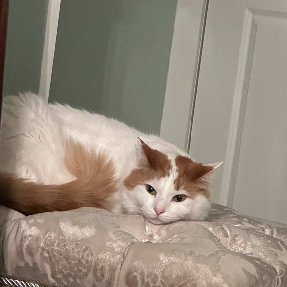 Meet your Posher, Ren?e - Picture 7 of 11